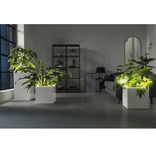 Wohnzimmer mit Pflanzen in weißen Pflanzgefässen