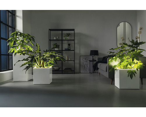 Wohnzimmer mit Pflanzen in weißen Pflanzgefässen