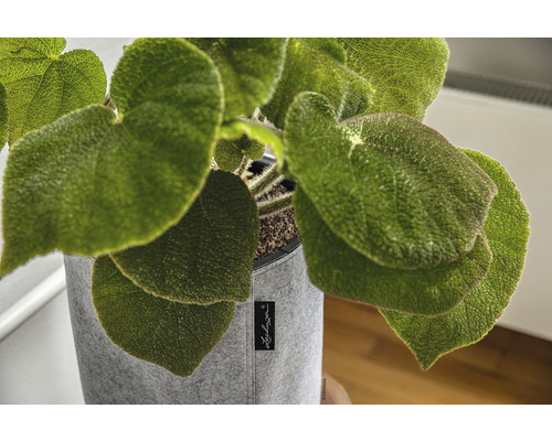 Bégonia dans un cache-pot en tissu gris