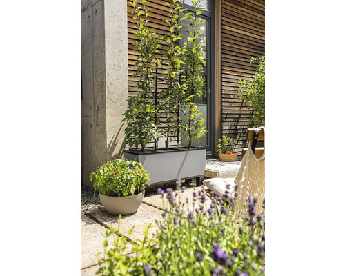 Terrasse avec jardinière plantée et treillis