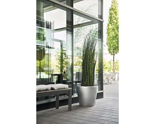 Plante décorative dans un pot à côté d''un banc devant un bâtiment avec une façade en verre.