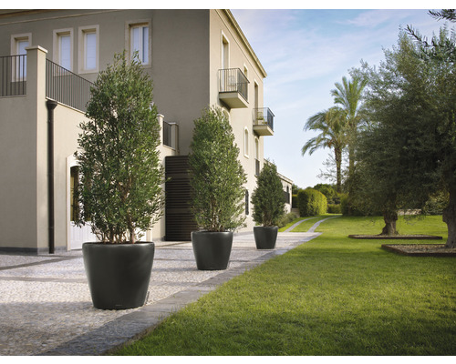 Extérieur avec quatre oliviers en pot devant un bâtiment avec une pelouse.