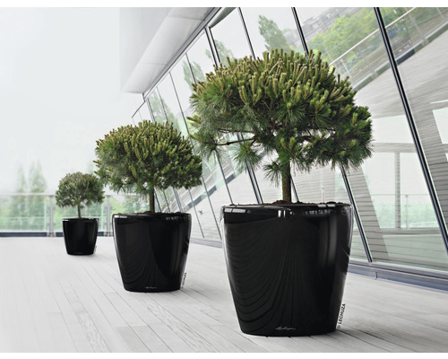 Trois plantes dans des pots sur un sol clair devant une façade vitrée.