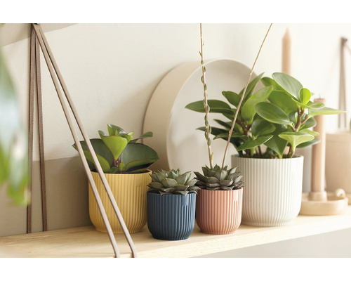 Plantes d''intérieur décoratives dans des cache-pots côtelés sur une étagère