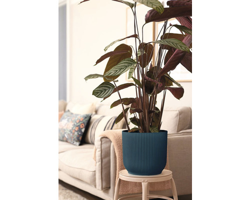 Plante de Calathea dans un pot de fleurs rainuré sur un tabouret, avec un canapé en arrière-plan