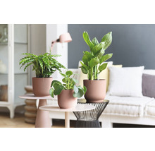 Plantes d''intérieur en pot sur des tables d''appoint dans le salon.