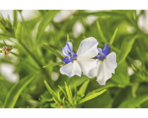 Gros plan sur une asperge ornementale bicolore