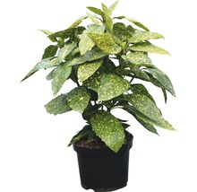 Aucuba dans un pot
