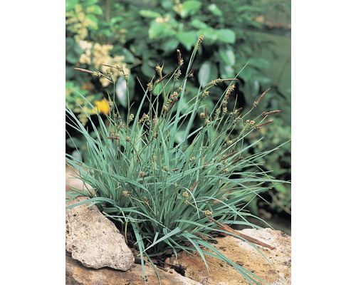Segge FloraSelf Carex panacea H 10-30 cm Co 0,6 L