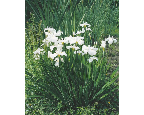 Wasserschwertlilie FloraSelf Iris kaempferi H 10-60 cm Co 0,6 L