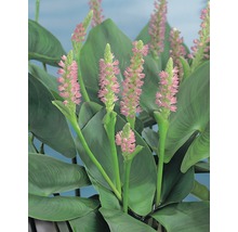 Plante aquatique à fleurs de faux nénuphar avec de grandes feuilles