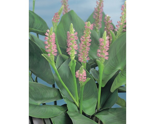 Plante aquatique à fleurs de faux nénuphar avec de grandes feuilles