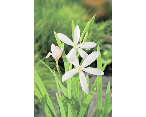 Sumpfgladiole FloraSelf Schizosylis coccinea 'Alba' H 20-50 cm Co 0,6 L