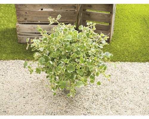 Plectranthus avec des feuilles vertes et blanches en pot