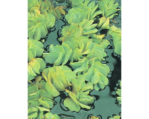 Salvinie nageante commune FloraSelf Salvinia natans H 2-5 cm Co 1 l Gros plan de laitues d''eau dans l''eau