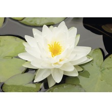 Gros plan d''un nénuphar blanc avec un cœur jaune et des feuilles vertes dans l''eau.