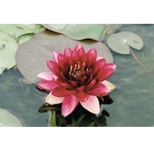 Nénuphar avec fleurs rouges et feuilles vertes dans l''eau
