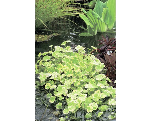 Hydrocotyle multicolore FloraSelf Hydrocotyle novae-zelandiae 'Variegata' H&nbsp;5-15 cm Co 1 l