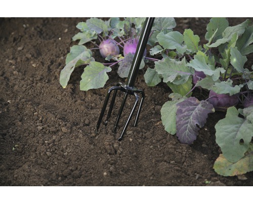 Fourche de jardin dans un parterre avec des plants de choux-raves