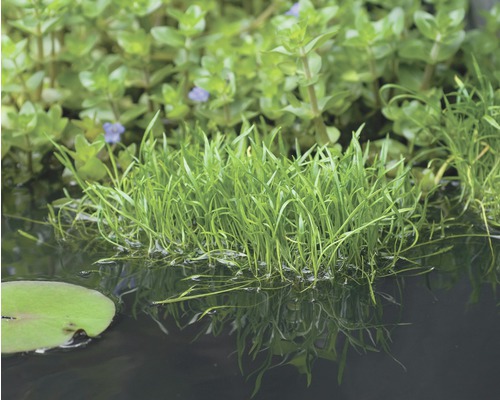 Plante graminée brésilienne FloraSelf Lilaeopsis attenuata H 5-15 cm Co 1 l Plantes aquatiques dans l''étang
