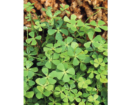 Marsilée à quatre feuilles FloraSelf Marsilea quadrifolia H&nbsp;5-15&nbsp;cm Co 1&nbsp;l