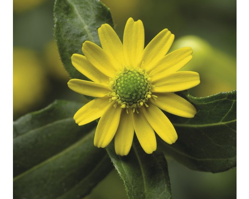 Gros plan sur une fleur de souci d''or