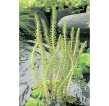 Myriophylle FloraSelf Myriophyllum crispata h5-15 cm Co 1 l