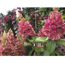 Rispenhortensie 'Wim's Red'®, 40 - 50 cm