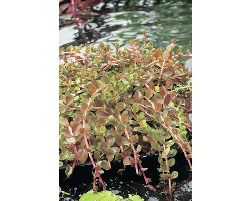 Indische Rotala FloraSelf Rotala indica H 5-15 cm Co 1 L