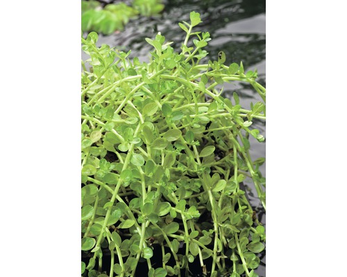 Rotala verte FloraSelf Rotala rotdunifolia 'Green' H&nbsp;5-15&nbsp;cm Co 1&nbsp;L