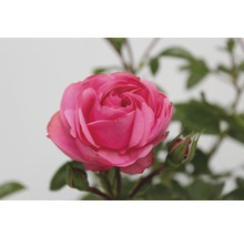 Gros plan d''une rose rose avec des boutons floraux