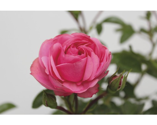 Nahaufnahme einer pinkfarbenen Rose mit Blütenknospen