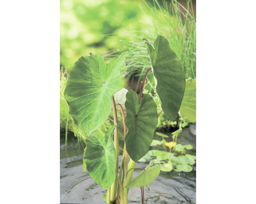 Grüne Colocasie FloraSelf Colocasia esculenta H 10-60 cm Co 3 L