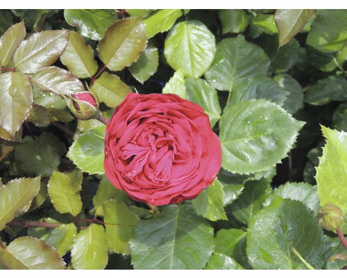 Nahaufnahme einer einzelnen roten Rose mit grünen Blättern