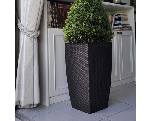 Plante décorative dans un pot en plastique foncé devant une bibliothèque