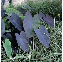 Schwarz Colocasie Colocasia rubra 'Black Magic' H 10-60 cm Co 3 L-thumb-1