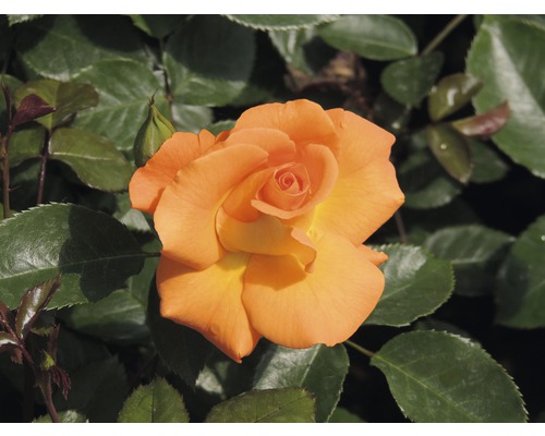 Orangefarbene Rose im Gartenbeet