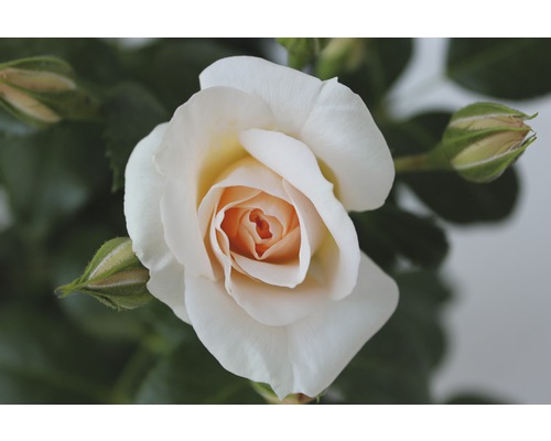 Nahaufnahme einer geöffneten Rose mit Blütenknospen