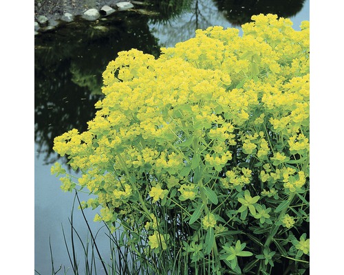 Euphorbe des marais FloraSelf Euphorbia palustris H&nbsp;10-50&nbsp;cm Co 3&nbsp;l