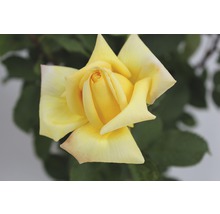Fleur de rose jaune en détail