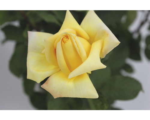 Fleur de rose jaune en détail