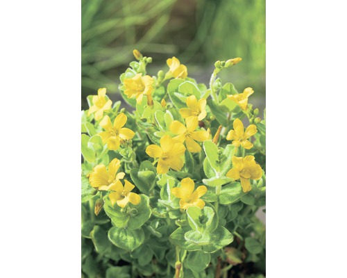 Sumpf-Johanniskraut FloraSelf Hypericum elodes H 10-20 cm Co 3 L