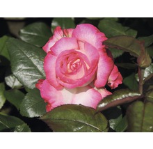 Gros plan d''une rose bicolore avec des feuilles