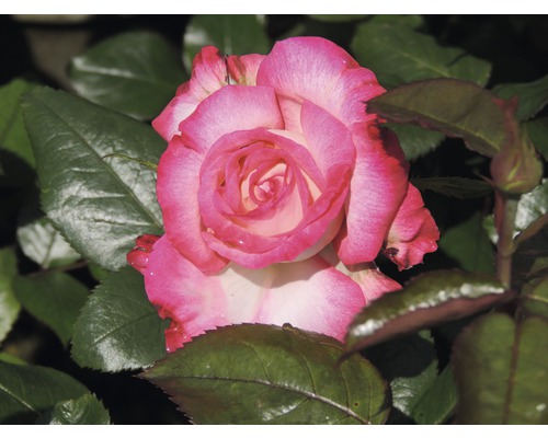Gros plan d''une rose bicolore avec des feuilles