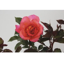 Gros plan d''une seule rose avec des feuilles