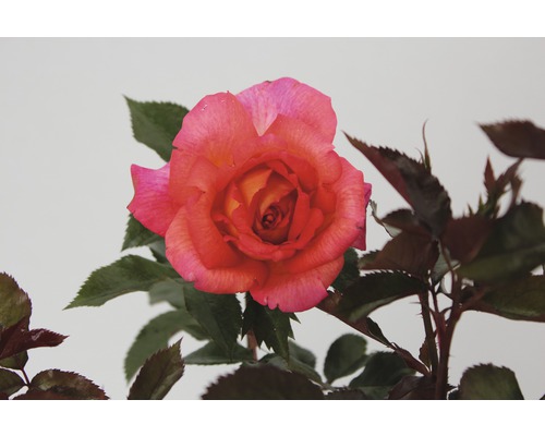 Gros plan d''une seule rose avec des feuilles