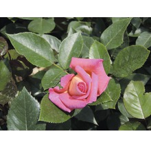 Gros plan d''une seule rose avec des feuilles