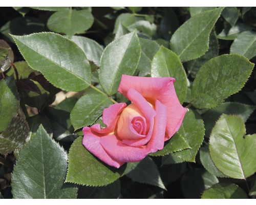 Gros plan d''une seule rose avec des feuilles