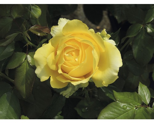 Gelbe Rose mit Blättern