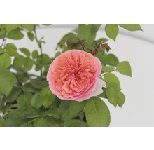 Gros plan d''une seule rose rose avec des feuilles vertes